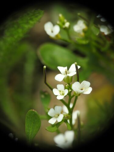 Image of Cardamine resedifolia by (c) Yves Bas, some rights reserved (CC BY)