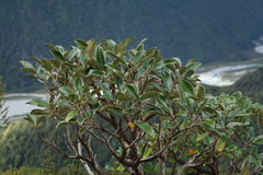 Brachyglottis elaeagnifolia