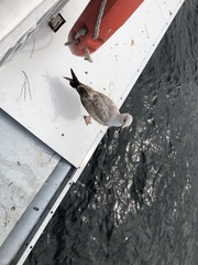 Larus