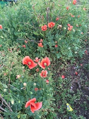 Papaver dubium