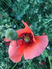 Papaver dubium