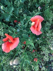 Papaver dubium