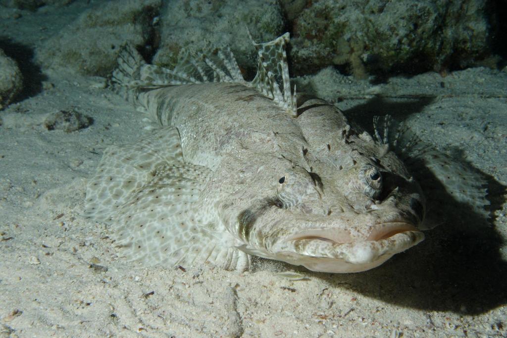 Indian Ocean crocodilefish (Papilloculiceps longiceps) — Platycephalidae