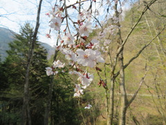 Prunus jamasakura