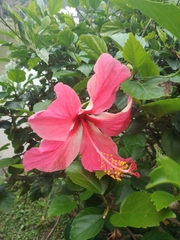Hibiscus rosa-sinensis
