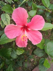 Hibiscus rosa-sinensis