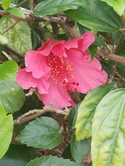 Hibiscus rosa-sinensis