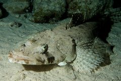 Tentacled Flathead photo 4