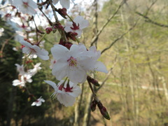 Prunus jamasakura