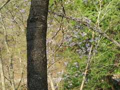 Prunus jamasakura