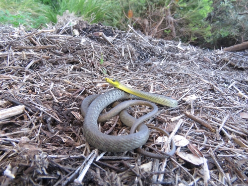 Common Tree Snake sighting
