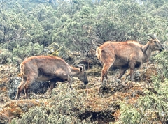 Himalayan Tahr photo 4