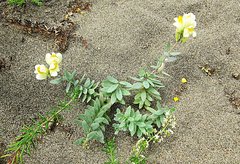 Linaria japonica