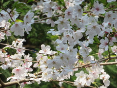 Prunus jamasakura