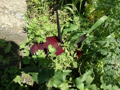 Arum palaestinum