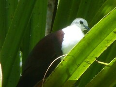Polynesian Ground-Dove photo 5