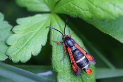 Pyropteron chrysidiforme