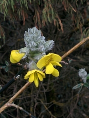 Piptanthus nepalensis