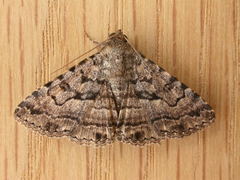 Diatenes aglossoides