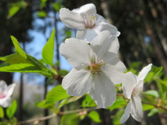 Prunus jamasakura
