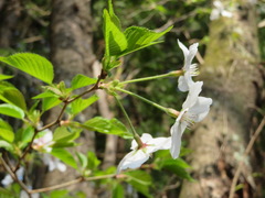 Prunus jamasakura