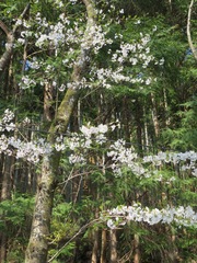 Prunus jamasakura