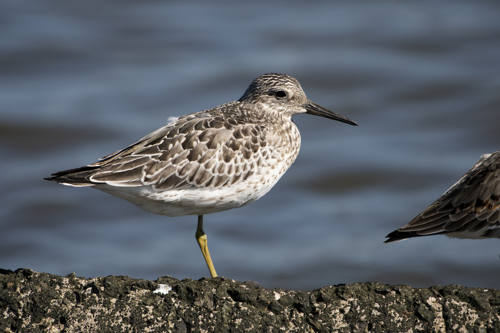 Calidris tenuirostris