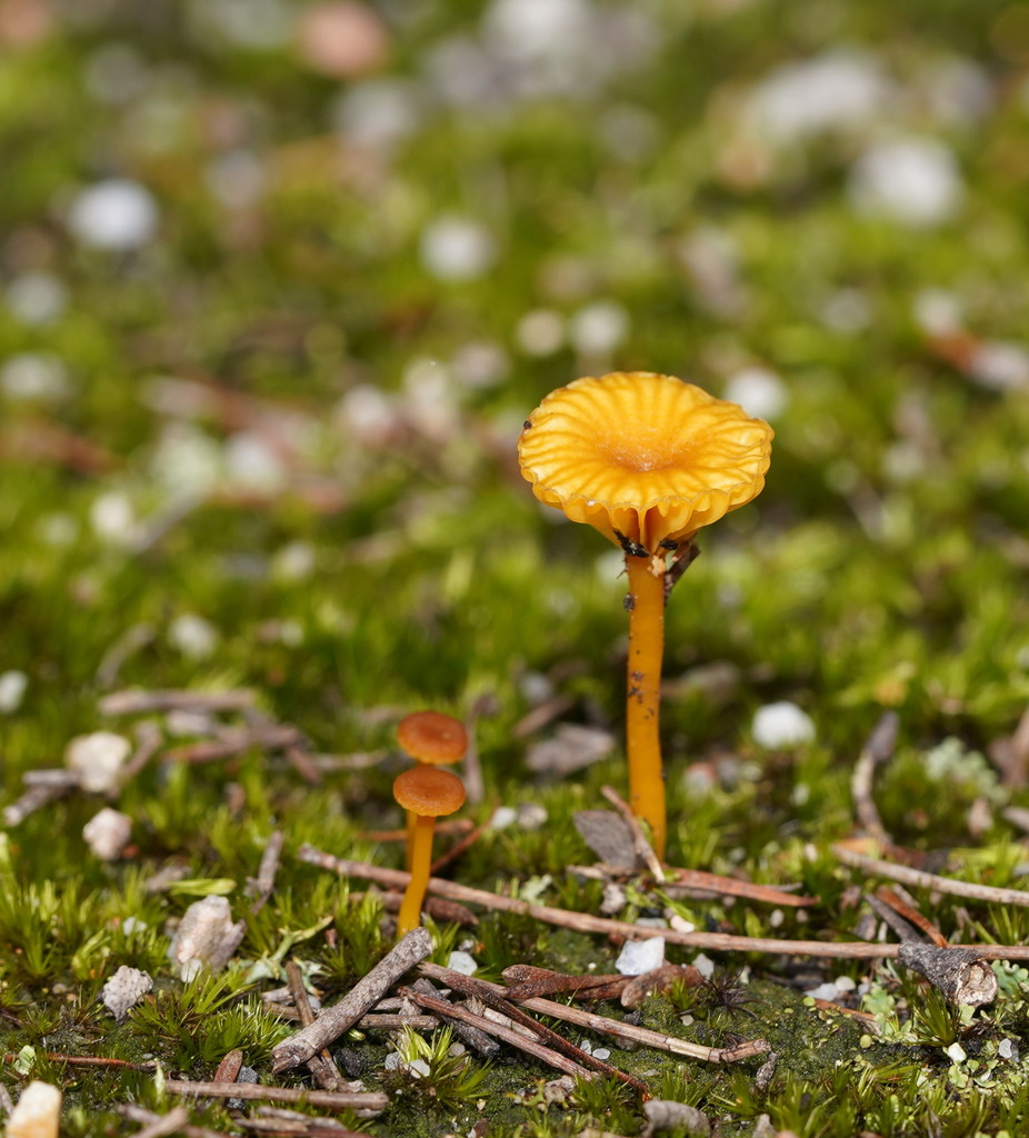 Lichenomphalia subg. Lichenomphalia