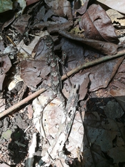 Draco indochinensis