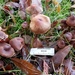 Cortinarius flexibilifolius - Photo (c) Shannon Adams, some rights reserved (CC BY-NC-ND), uploaded by Shannon Adams