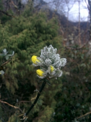 Piptanthus nepalensis