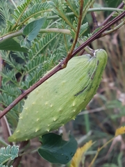 Pentarrhinum insipidum