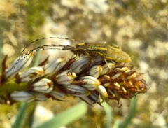 Agapanthia asphodeli