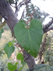 Pentarrhinum insipidum