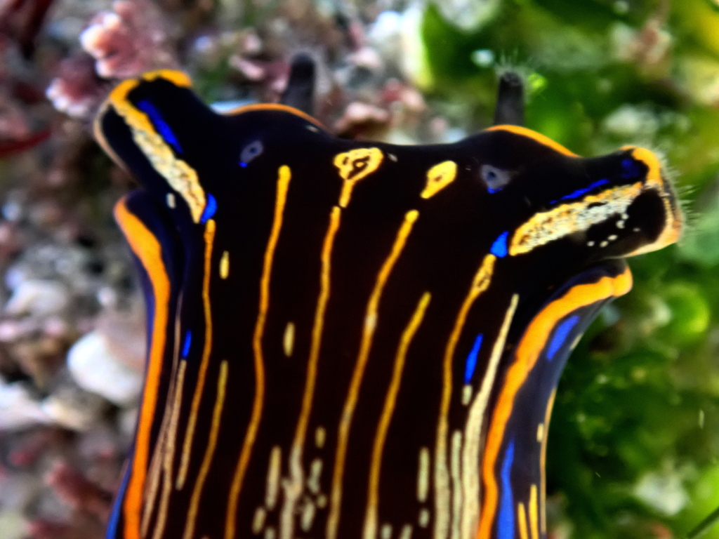 California Aglaja from Bird Rock tide pools, La Jolla, San Diego, CA