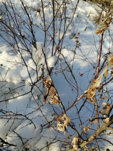 Image of Salix pseudopentandra by (c) Roman A. Lagazyuk (Роман А. Лагазюк), some rights reserved (CC BY)