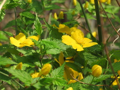 Kerria japonica