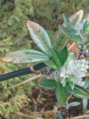 Piptanthus nepalensis