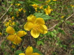 Kerria japonica