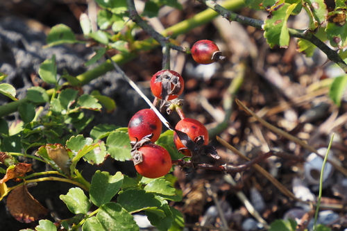 Rosa luciae