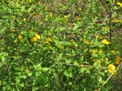 Kerria japonica