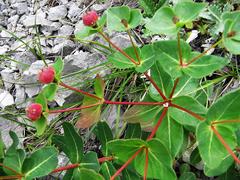 Euphorbia hylonoma