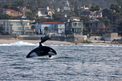 Orca photographed in California
