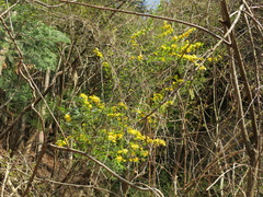 Kerria japonica