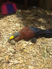 Rhamphococcyx calyorhynchus