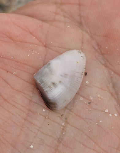 Latona spinosa