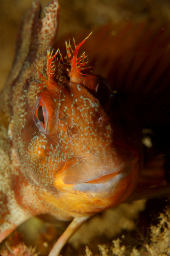 Tompot Blenny