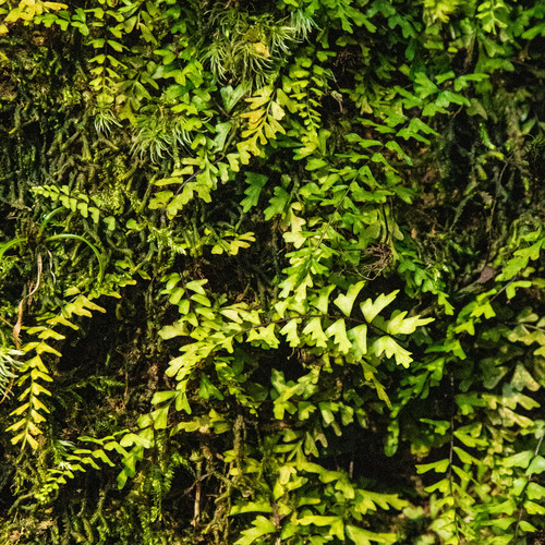 Asplenium oligophlebium iNat (2)