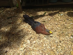 Rhamphococcyx calyorhynchus