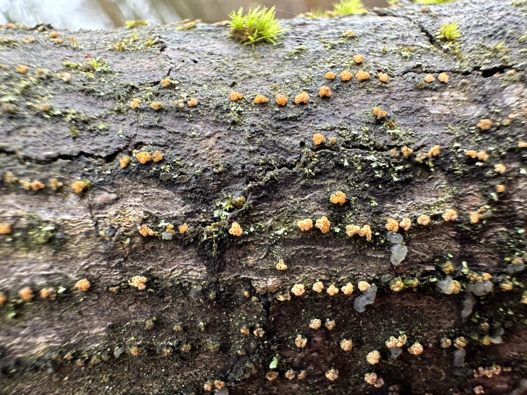 Flammocladiella decora